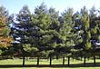 Evergreens provide a natural boundry between Judean and Norbeck grounds